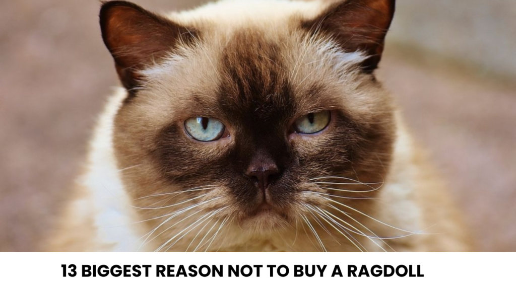 13 Biggest reason not to buy a Ragdoll