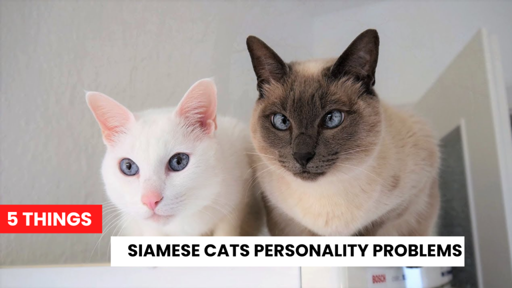 5 Things Siamese Cats Personality Problems