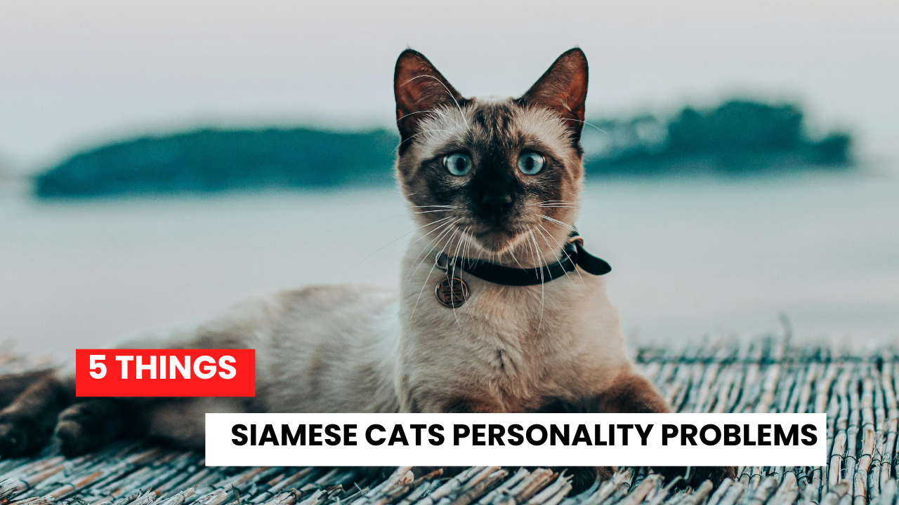 5 Things Siamese Cats Personality Problems