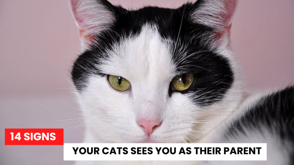 14 Signs Your Cats Sees You as Their Parent