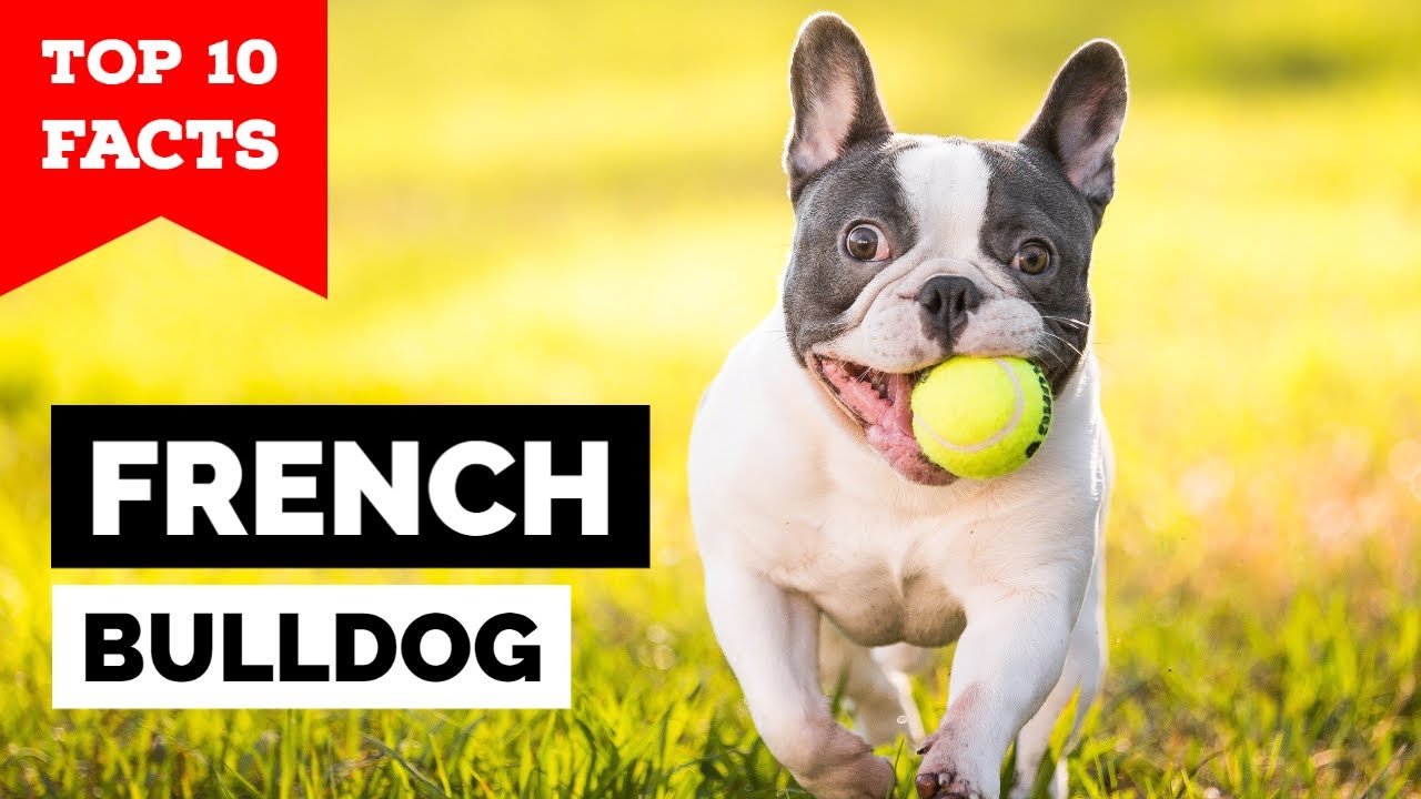 Top 10 Facts About French Bulldogs