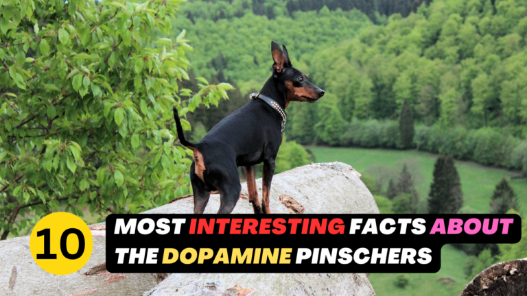 Doberman Pinschers