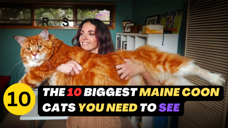 The 10 Biggest Maine Coon Cats You Need To See