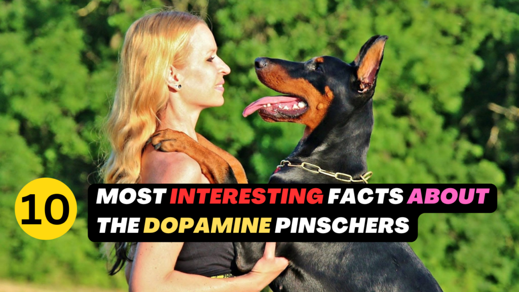 10 Most Interesting Facts about the Dopamine Pinschers