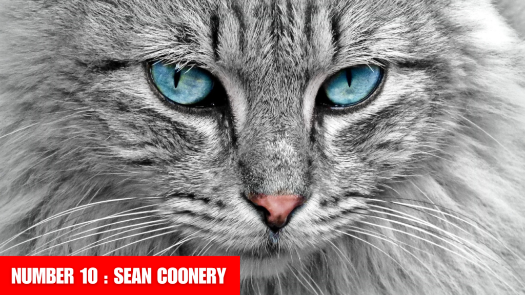 Sean coonery cats