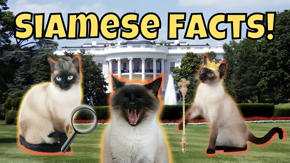 11 Fascinating Facts about Siamese Cats