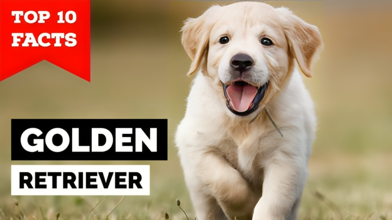 Top 10 Most Interesting Facts about The Golden Retrievers