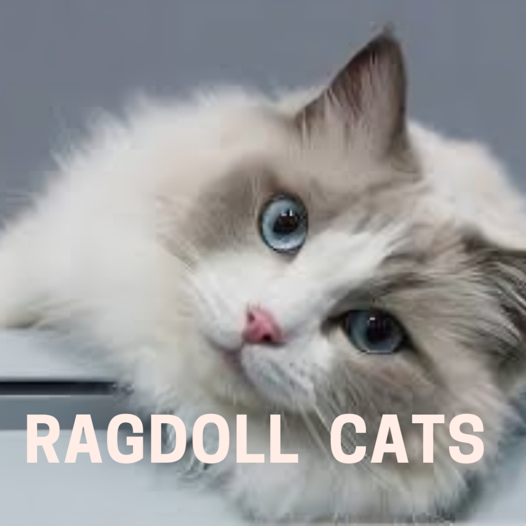 Ragdoll cats