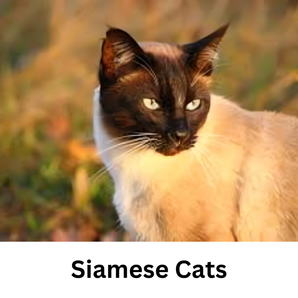 Siamese Cats