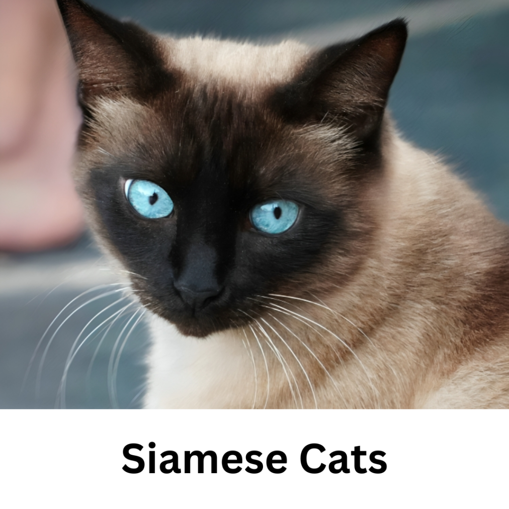 Siamese Cats