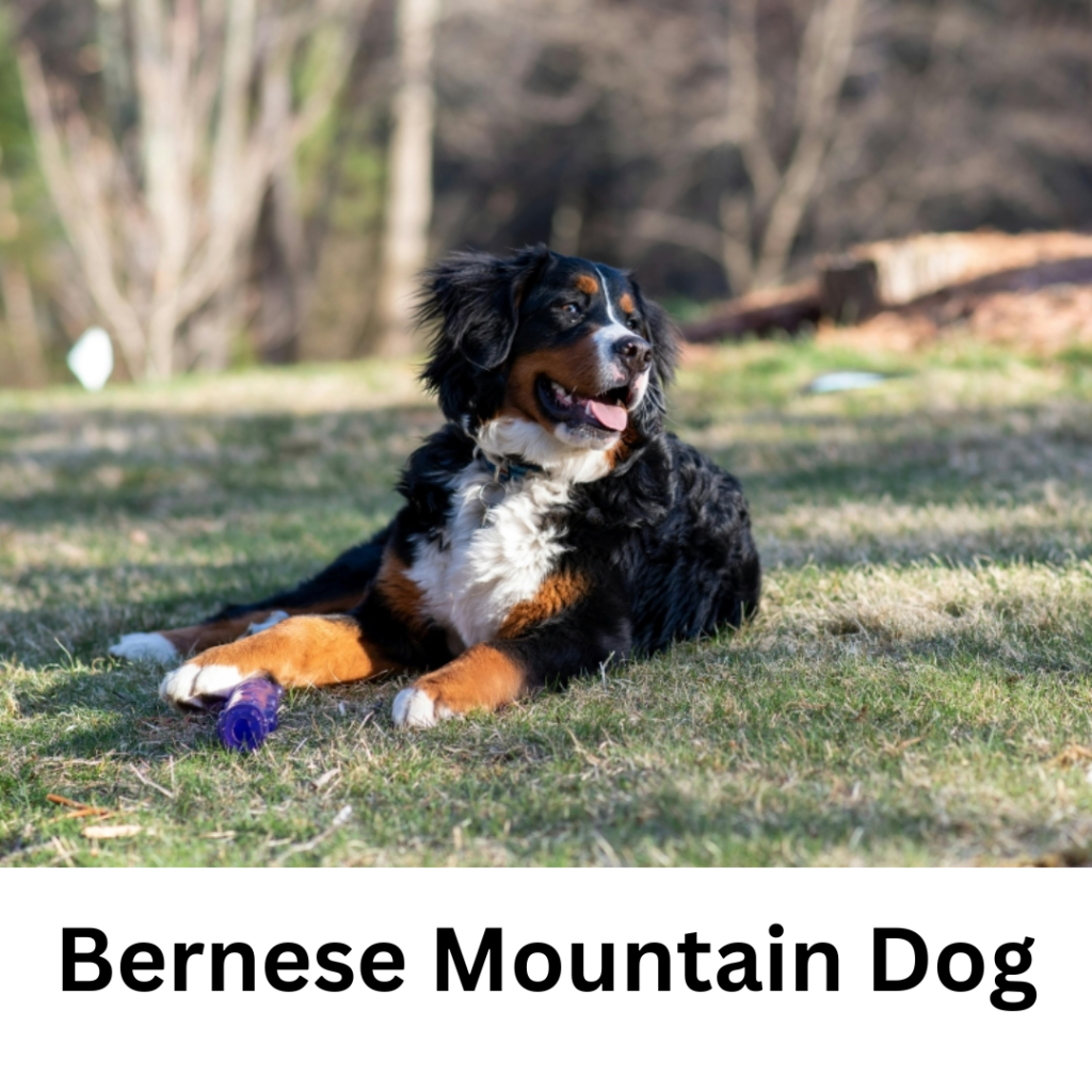 Top 10 Interesting Facts about the Bernese Mountain Dog