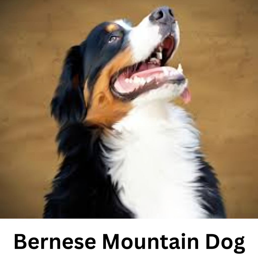 Top 10 Interesting Facts about the Bernese Mountain Dog