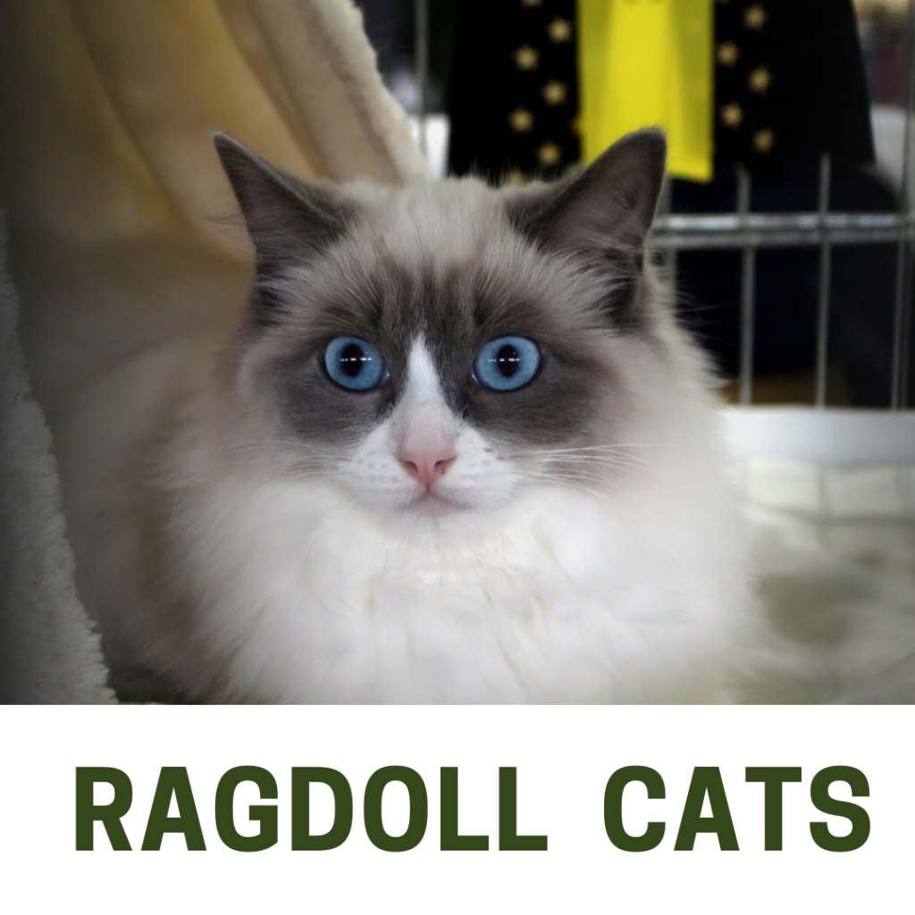 Ragdoll cat