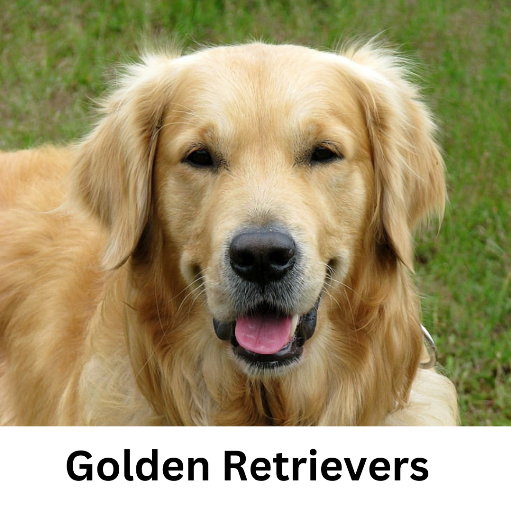 Golden Retrievers