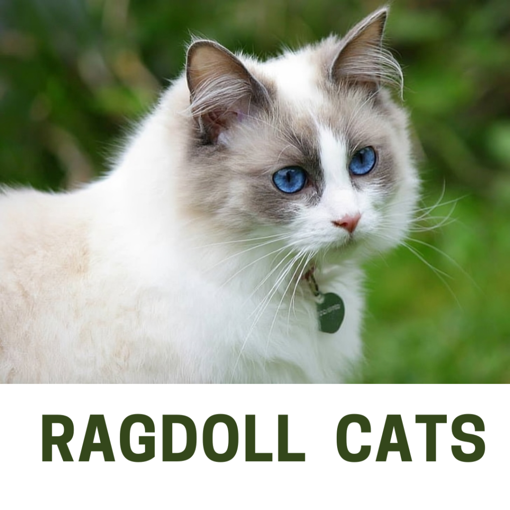 Ragdoll cat