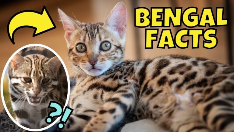 9 Facts About Bengal Cats