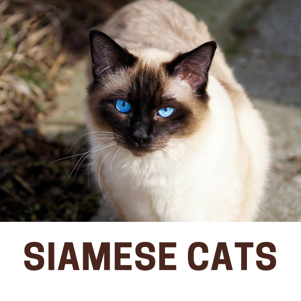 Siamese Cats