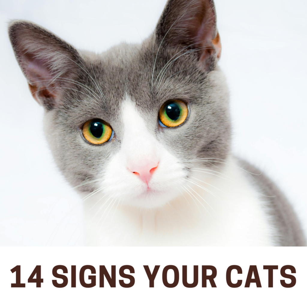 14 Signs Your Cats 