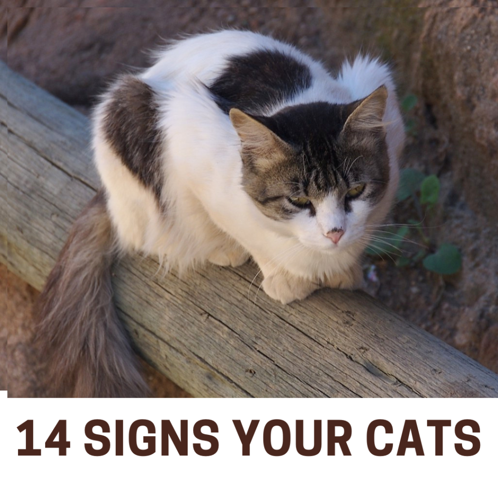 14 Signs Your Cats 