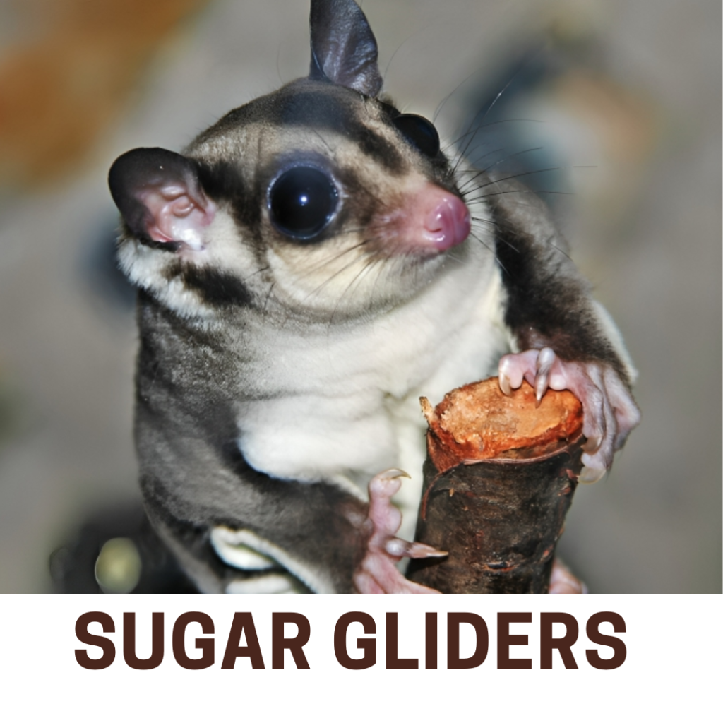 Sugar Gliders facts