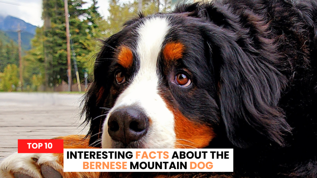 Top 10 Interesting Facts about the Bernese Mountain Dog