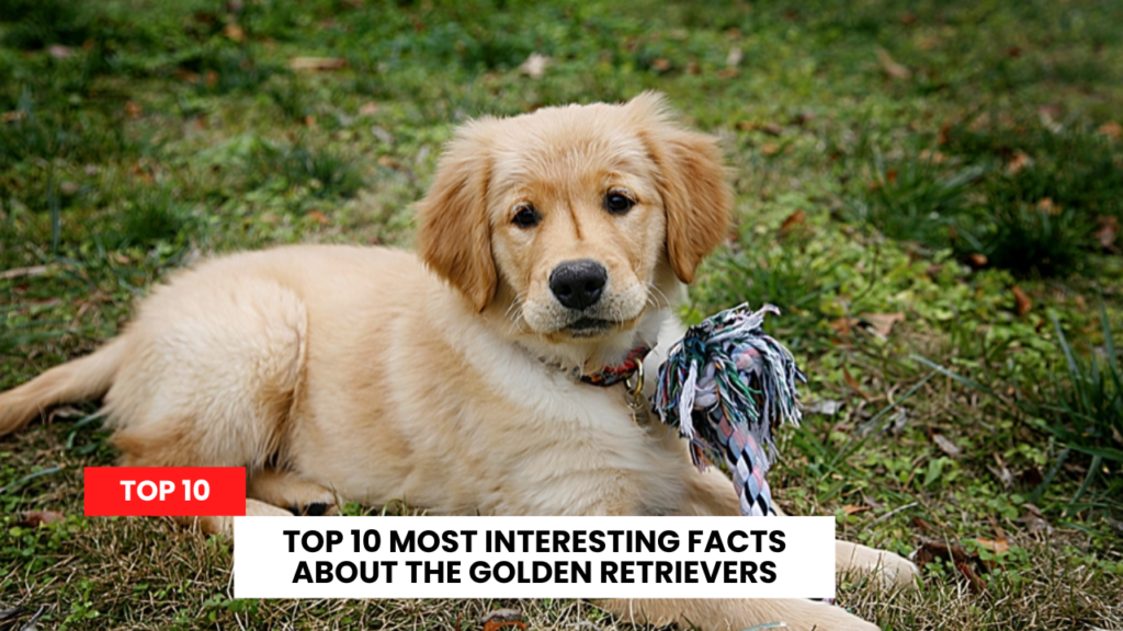 Top 10 Most Interesting Facts about The Golden Retrievers