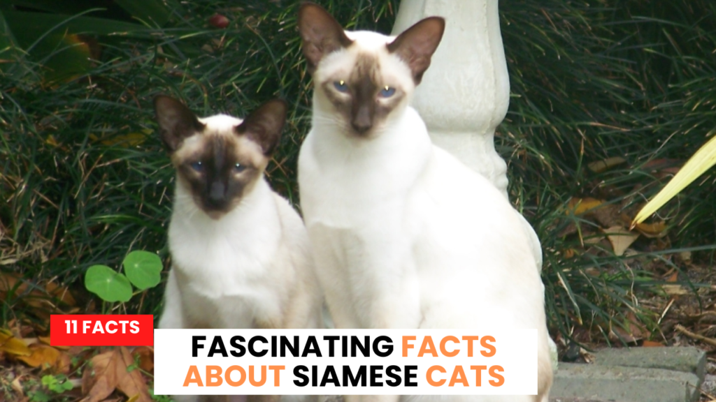 11 Fascinating Facts about Siamese Cats