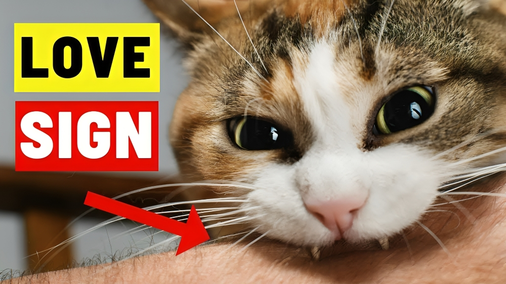 14 Signs Your Cats Sees You as Their Parent