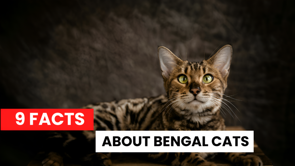 9 Facts About Bengal Cats