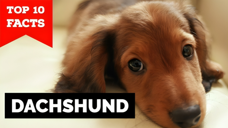 Top 10 most interesting facts about Dachshunds