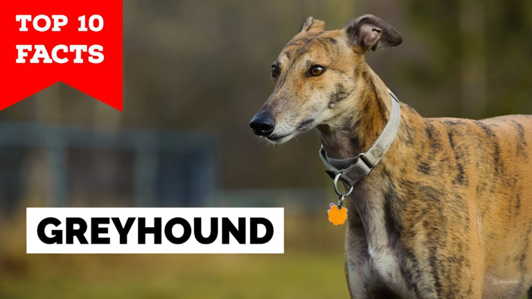 Top 10 Interesting Facts about the Greyhound.