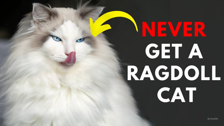 13 Biggest reason not to buy a Ragdoll 