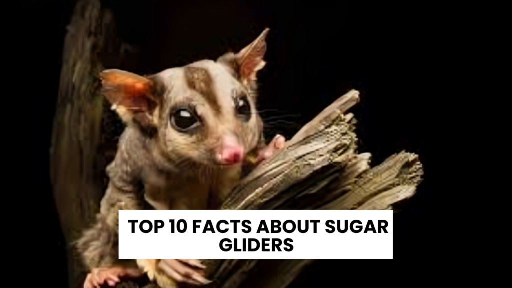 Top 10 Facts About Sugar Gliders