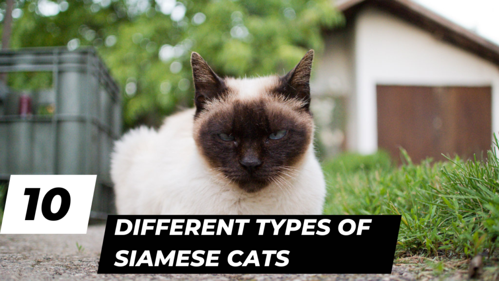 10 Different types of siamese cats