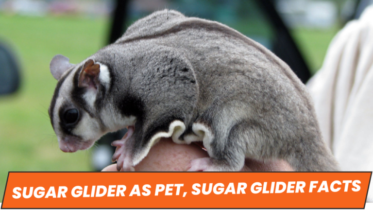 Sugar Glider Facts