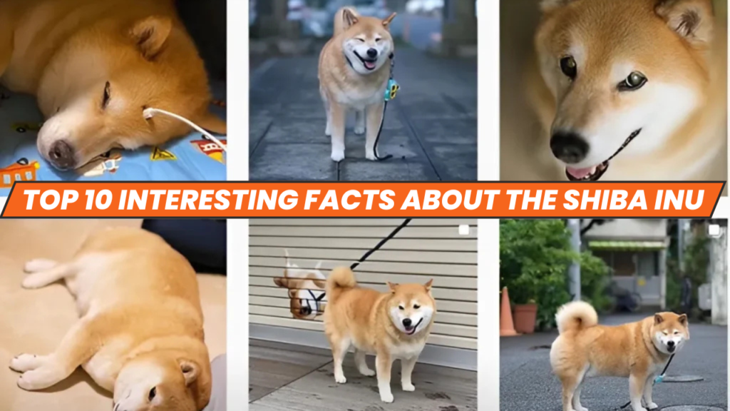 facts about the Shiba inu