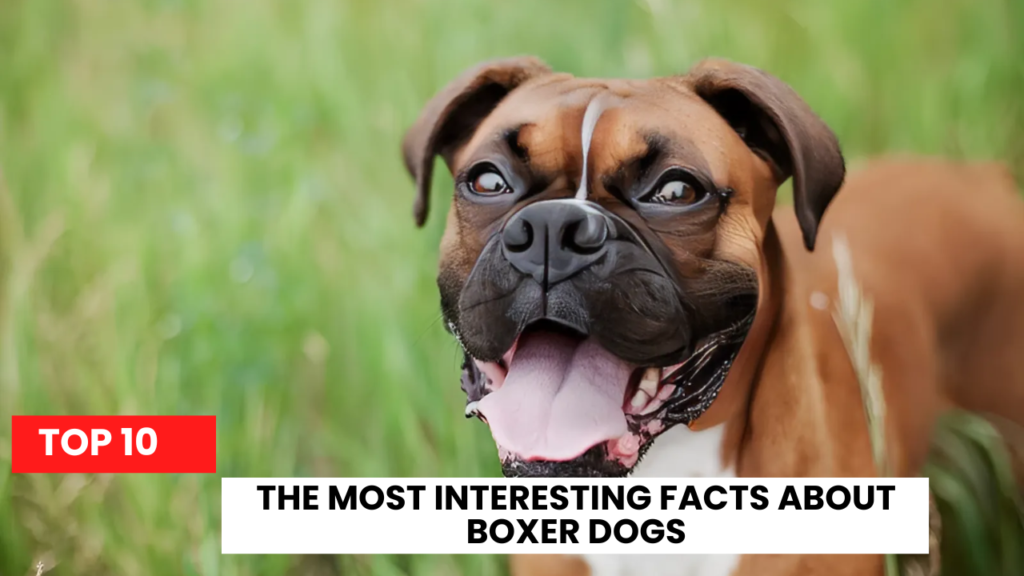 The Top 10 Most Interesting Facts About Boxer Dogs