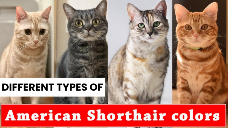 Types of American Shorthair colors