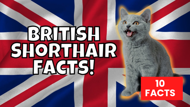 10 Fun Facts British Shorthairs