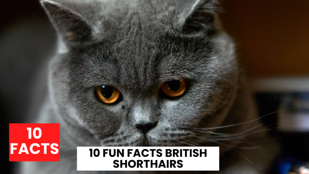 10 Fun Facts British Shorthairs