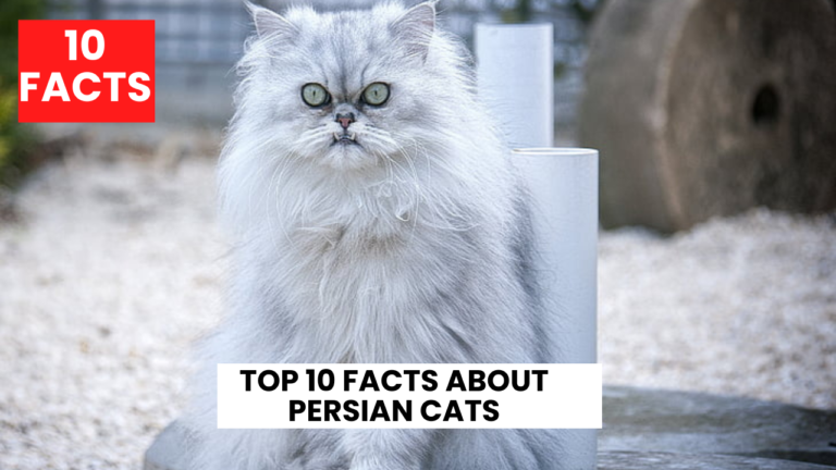 Top 10 Facts about Persian Cats