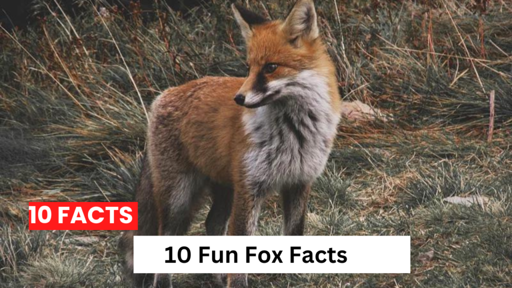 10 Fun Fox Facts