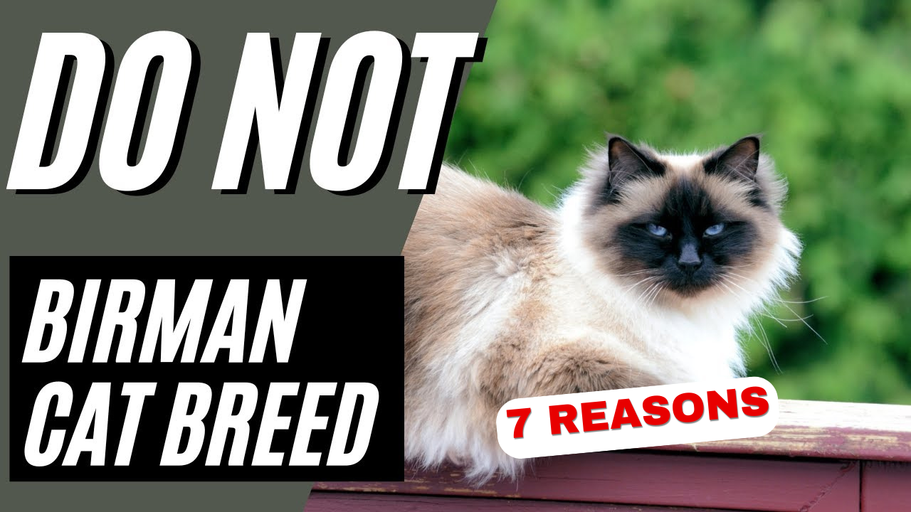 7 Reasons Do Not Birman Cat Breed