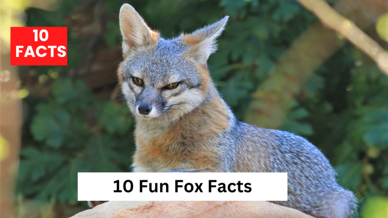 10 Fun Fox Facts