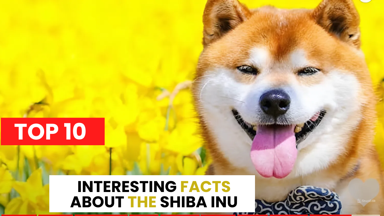 Top 10 interesting facts about the Shiba inu