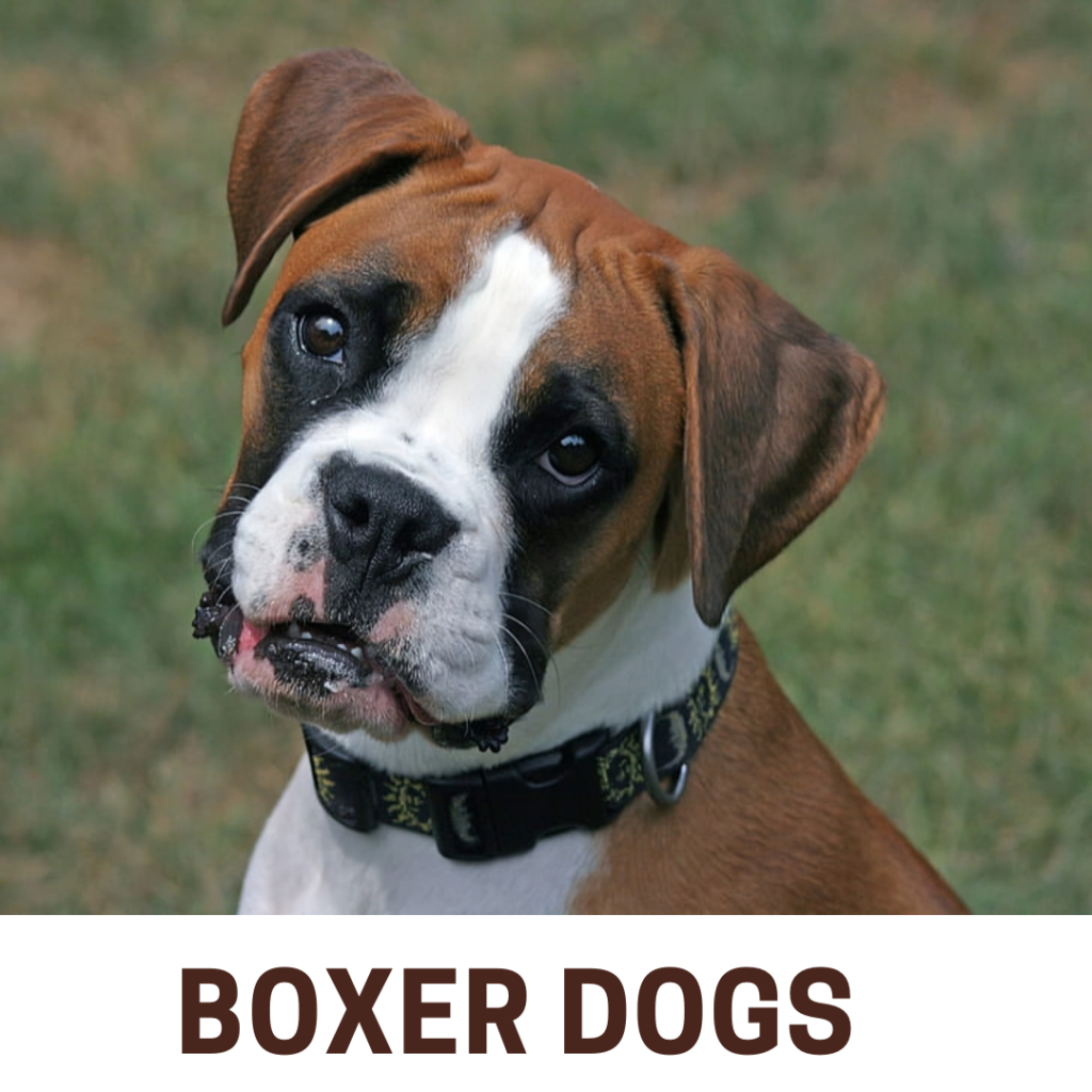 Boxer Dogs