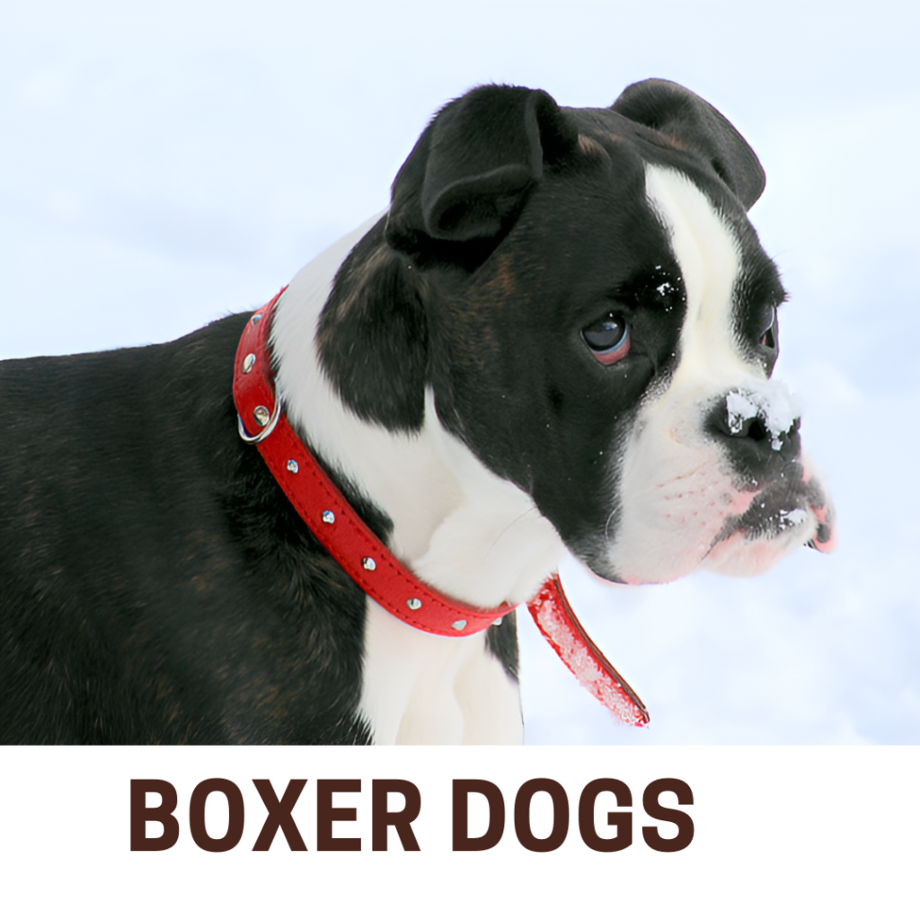 Boxer Dogs