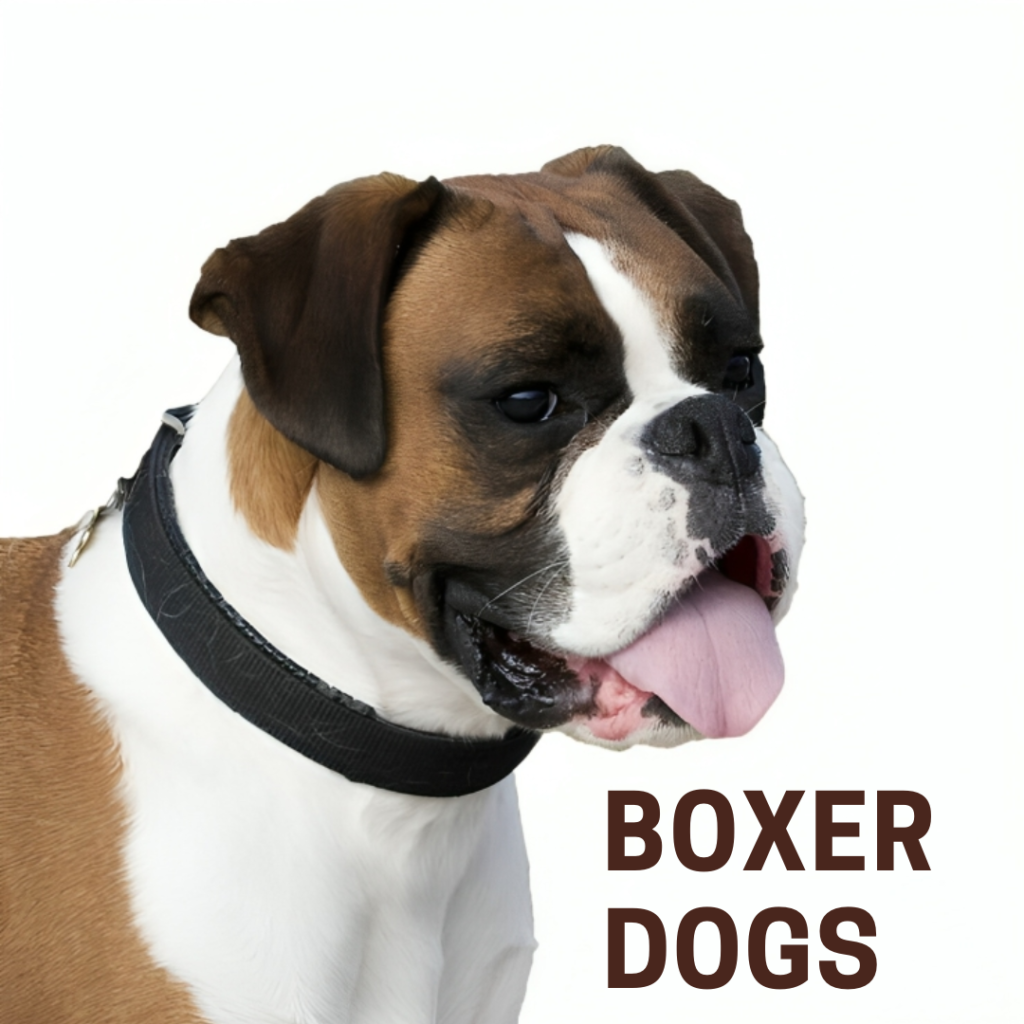 Boxer Dogs