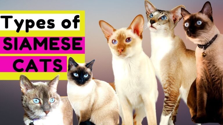 10 Different types of siamese cats