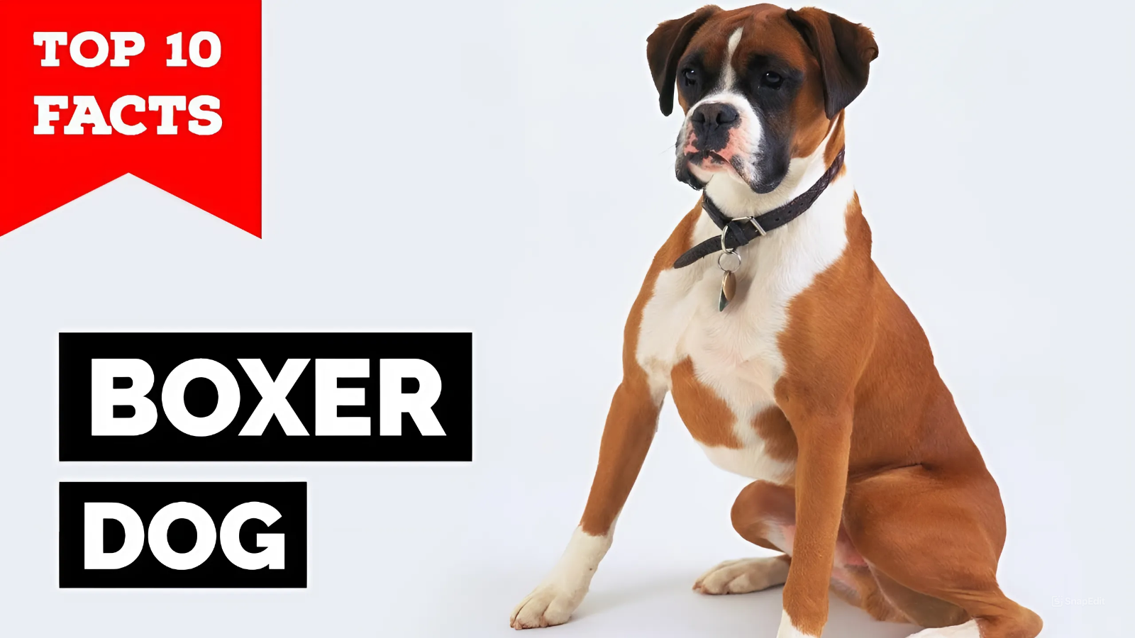 The Top 10 Most Interesting Facts About Boxer Dogs